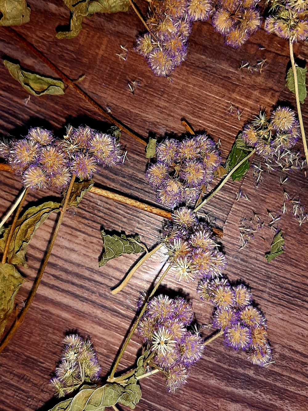 Dried Blue Mist Flower Stems - Decorative Botanical